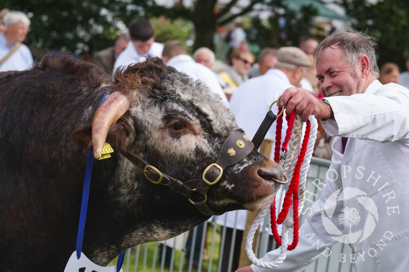 A longhorn bull in the parade ring at Burwarton Show, near Bridgnorth, Shropshire, England.