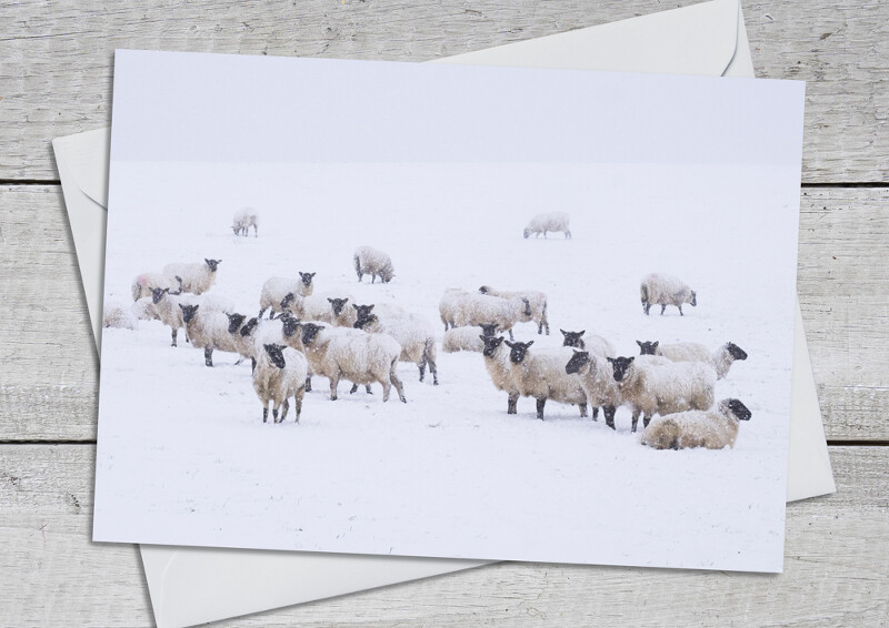 Sheep in snow on Hazler Hill, near Church Stretton, Shropshire.