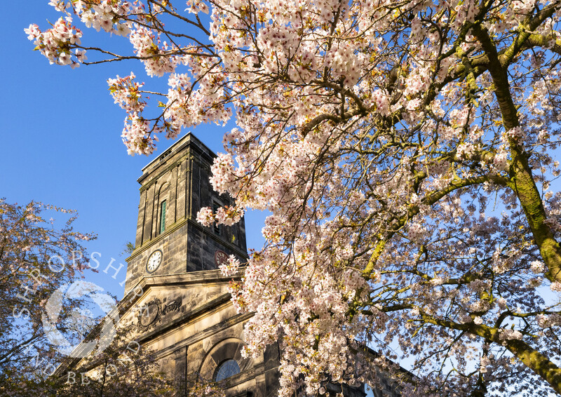 Blossom at All Saints Church, Wellington, Shropshire.