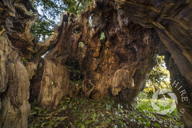 Inside the ancient yew tree at Uppington, Shropshire.