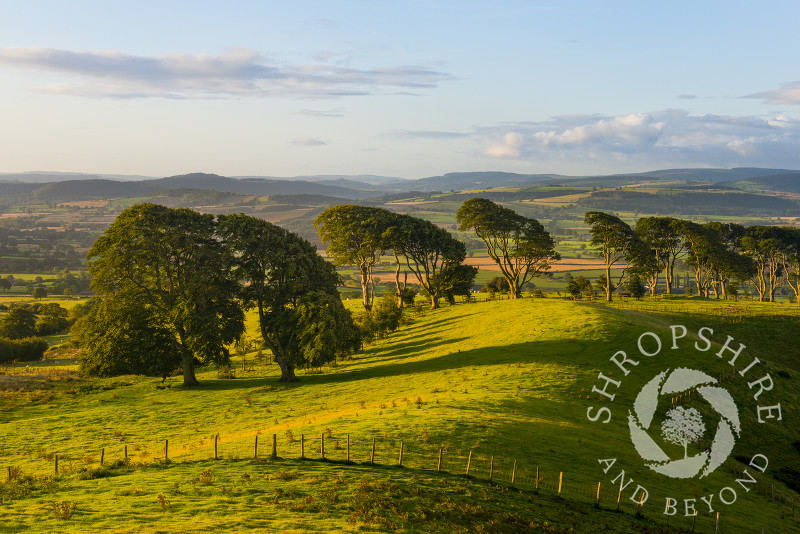 Early morning light on the ancient beech tree avenue on Linley Hill, near Norbury, Shropshire.