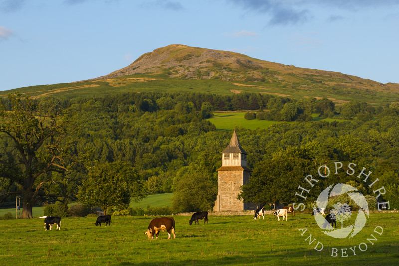 Cattle graze in a field near St Mary's Church at Bitterley, near Ludlow, Shropshire, England, with the Titterstone Clee Hill seen in the distance.