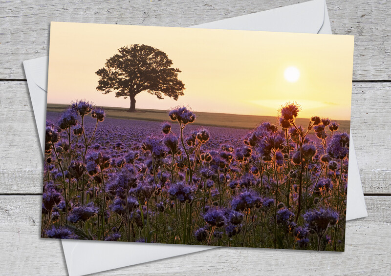 Sunrise over field of phacelia at Beckbury,
near Shifnal, Shropshire.