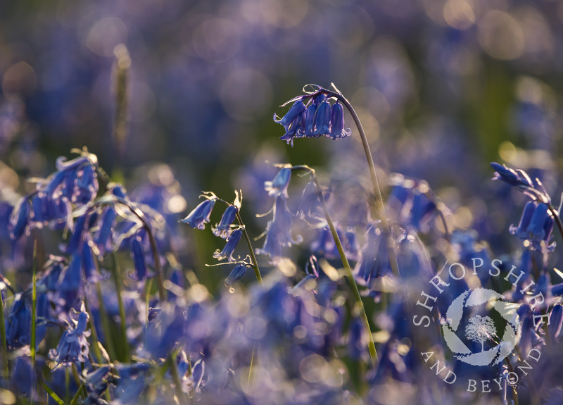 Bluebells at High Vinnalls in Mortimer Forest, near Ludlow, Shropshire.