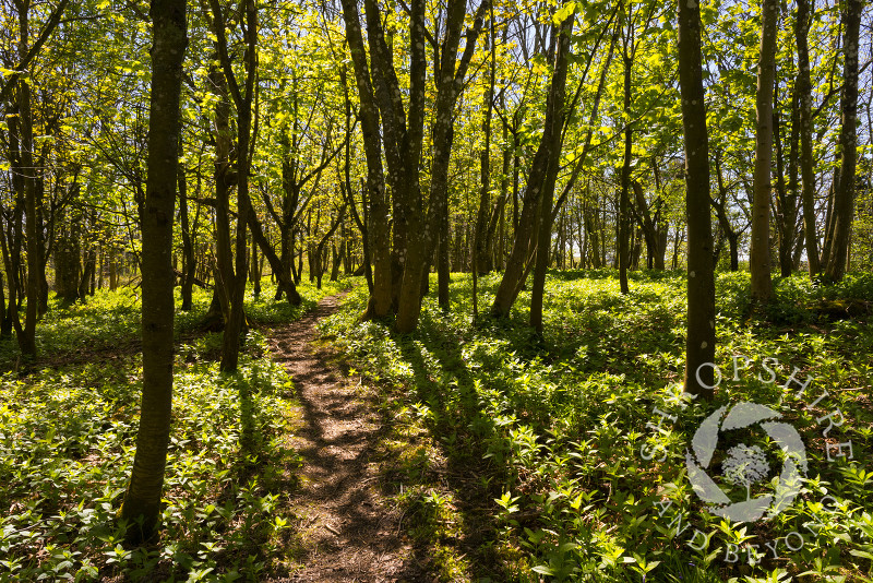 A path through Nortoncamp Wood, near Craven Arms, Shropshire.