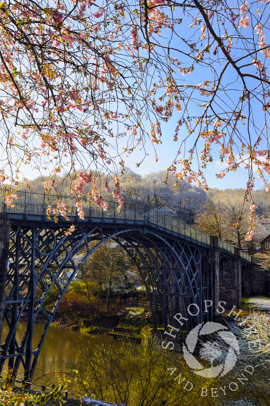 Spring blossom and the Iron Bridge at Ironbridge, Shropshire, England.