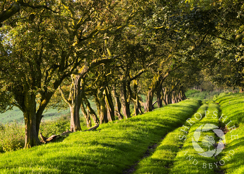 Drovers' road on Adstone Hill, Shropshire.