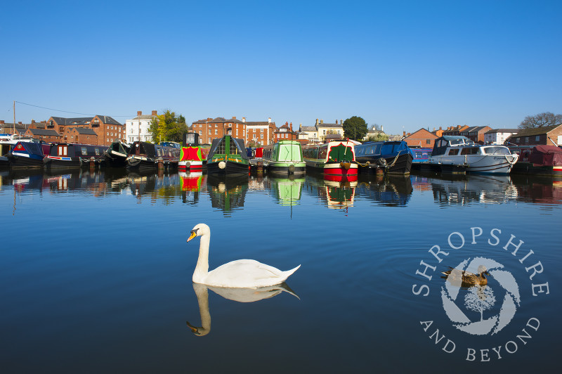 A swan is reflected in the waters of the canal basin at Stourport-on-Severn, Worcestershire, England.