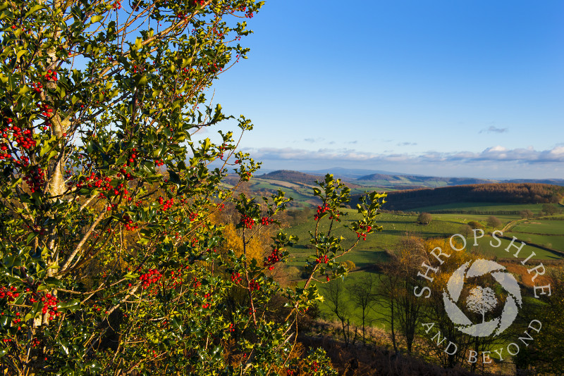 Holly growing on Bury Ditches Iron Age Hill Fort, looking over the south Shropshire landscape, England.