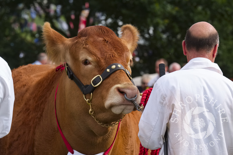 In the parade ring at Burwarton Show, near Bridgnorth, Shropshire, England.