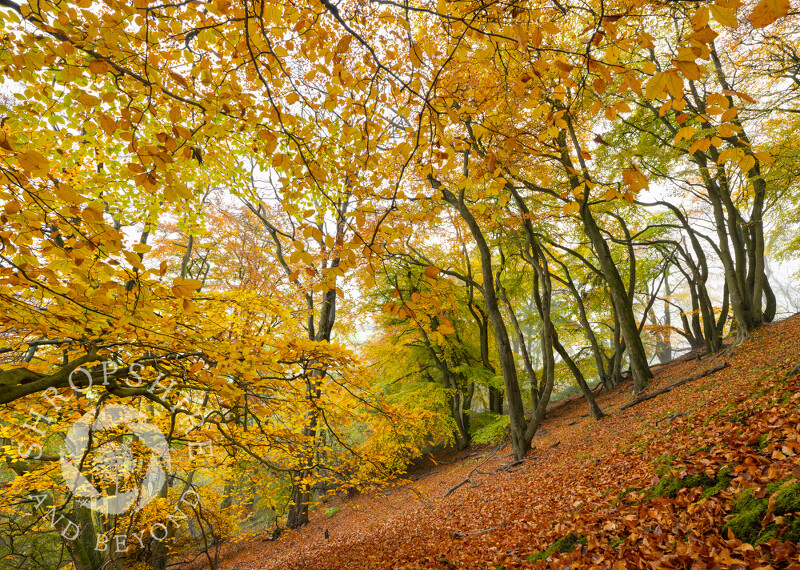 Autumnal beech trees on the Wrekin, Shropshire.