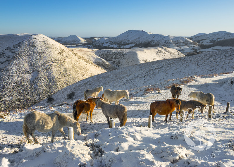 Wild ponies on the Long Mynd after overnight snow, Church Stretton, Shropshire.