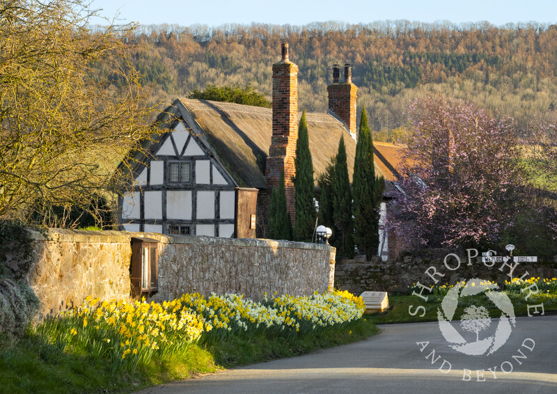 Daffodils and blossom at Harley, Shropshire, beneath Wenlock Edge.