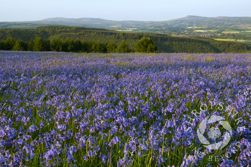 Bluebells at High Vinnalls in Mortimer Forest, near Ludlow, Shropshire.