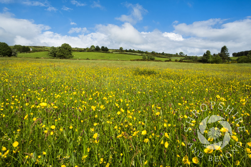 Buttercup meadow at The Bog, Stiperstones, Shropshire.