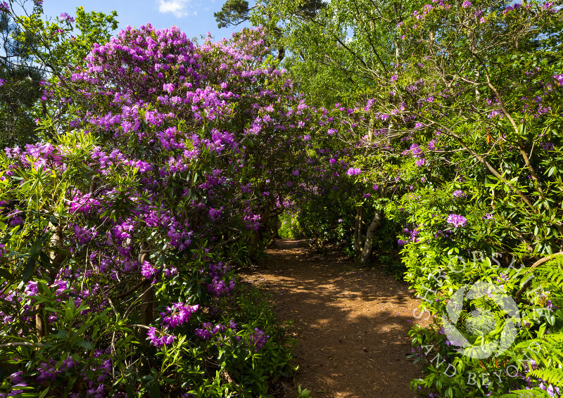 Rhododendron tunnel at Nesscliffe Hill Country Park, Shropshire.