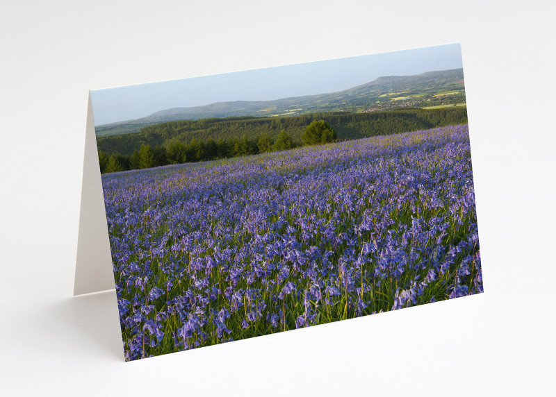 Bluebells on High Vinnalls, near Ludlow, Shropshire.