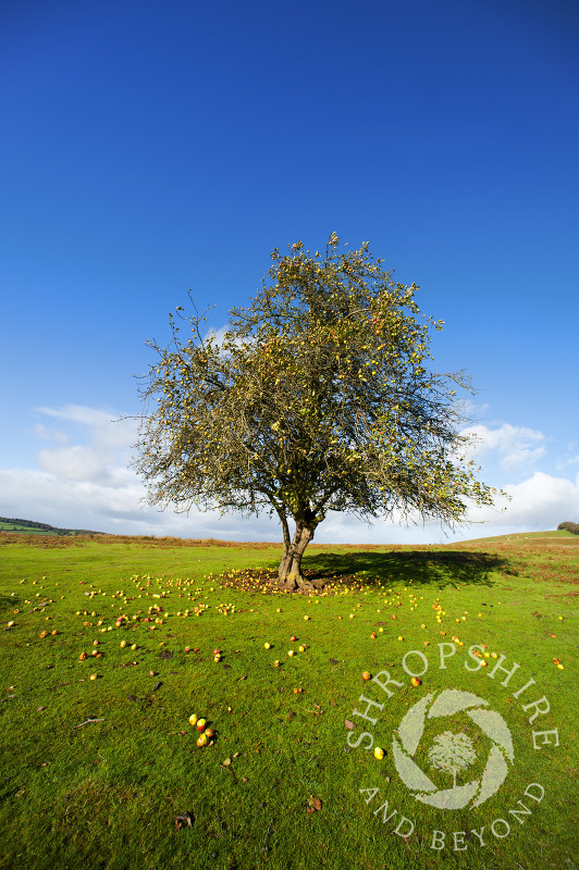 A lone apple tree in autumn on Hopesay Common, near Craven Arms, Shropshire, England.