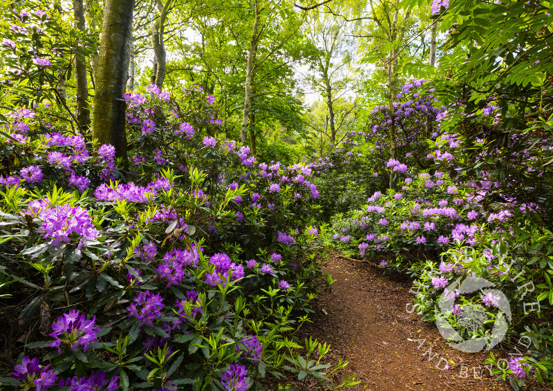A path leading through Quarry Wood nature reserve, near Hinstock, Shropshire.