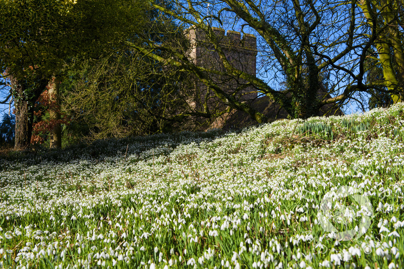 A bank of snowdrops at St Peter's Church, Stanton Lacy, near Ludlow, Shropshire, England.