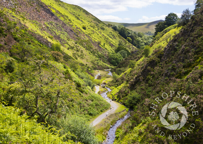 The Quinny Brook winds through Ashes Hollow, near Little Stretton, Shropshire.