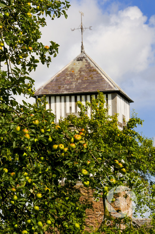 Apples growing on trees near St Michael's Church at Brimfield, Herefordshire, England.