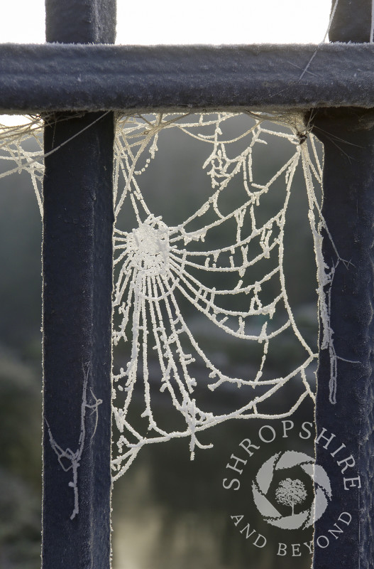 Frost-covered spider's web between the railings of the Iron Bridge at Ironbridge, Shropshire, England.