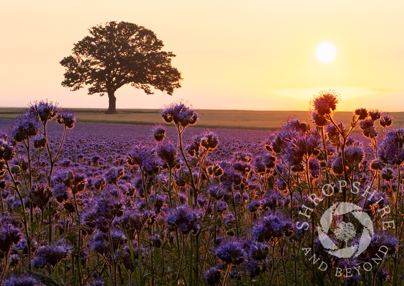 Sunrise over a field of phacelia at Beckbury, near Shifnal.