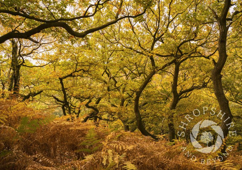Autumn colour on the Ercall, near the Wrekin, Shropshire.