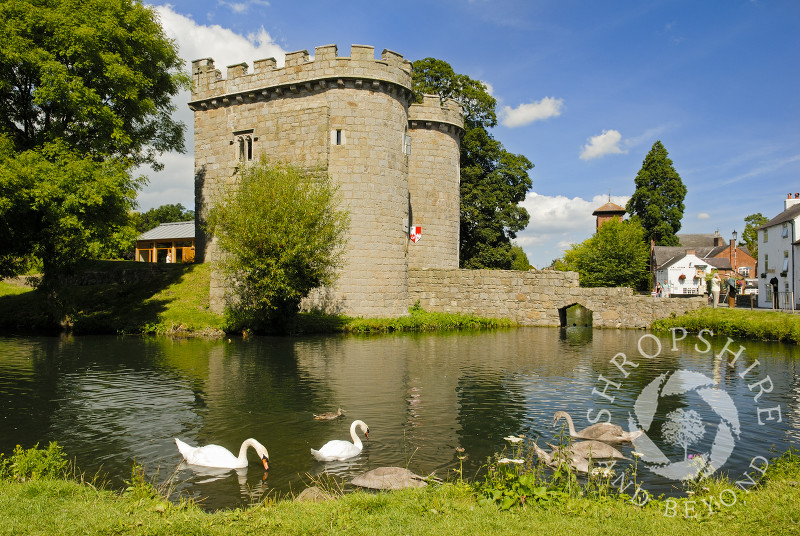 Swans on the moat at Whittington Castle near Oswestry, Shropshire, England.