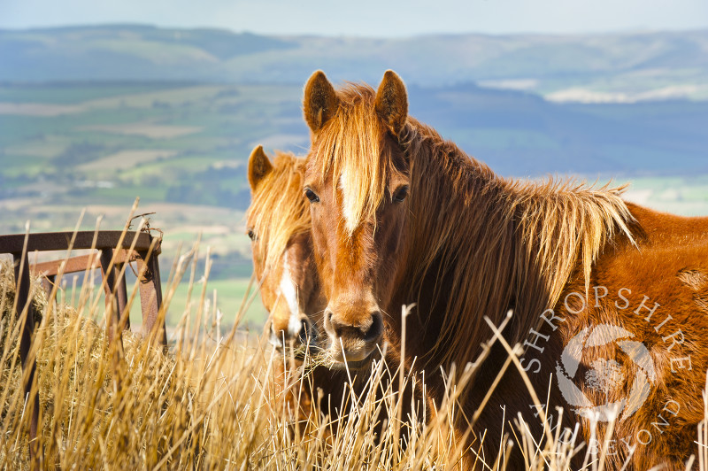 Ponies on Brown Clee Hill, Shropshire, England.