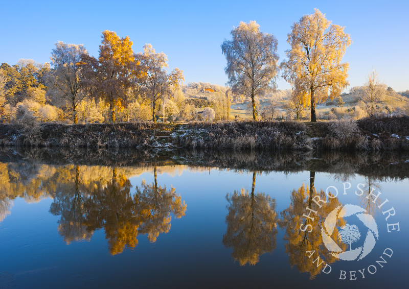 Trees covered with hoar frost in Severn Park reflected in the River Severn at Bridgnorth, Shropshire, England.