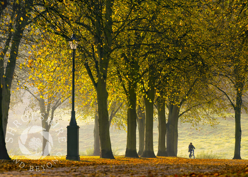 Cycling in autumn along Victoria Avenue, Shrewsbury, Shropshire.