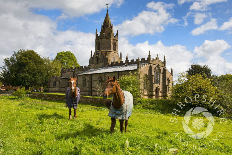 Horses graze in a field near St Bartholomew's Church at Tong, Shropshire, England.