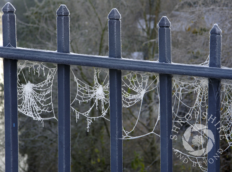 Frost-covered spider's web between the railings of the Iron Bridge at Ironbridge, Shropshire, England.