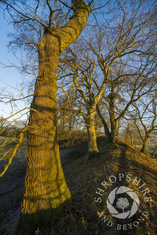 A path along the rampart of Caynham Camp Iron Age hill fort, near Ludlow in Shropshire.