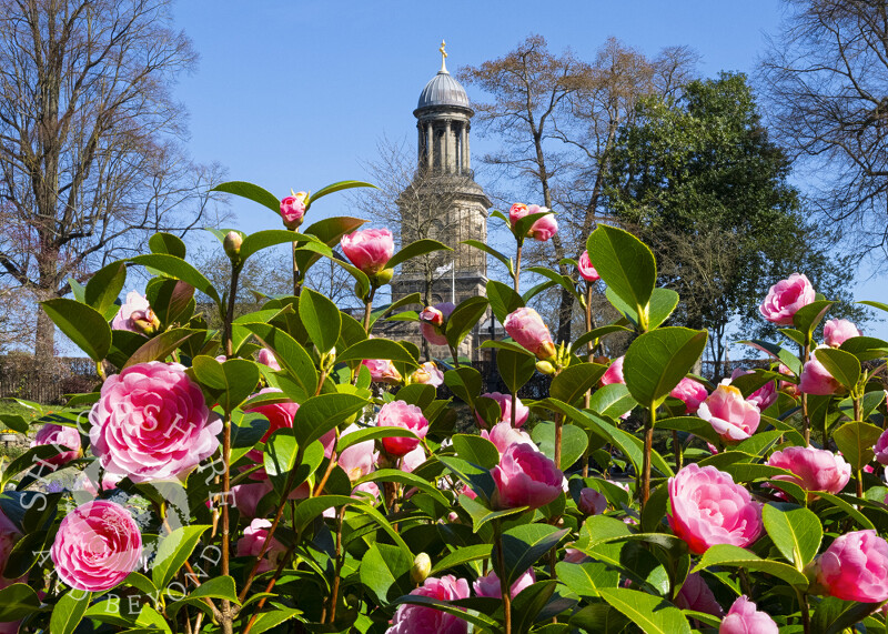 Camellias in the Dingle overlooked by St Chad's Church, Shrewsbury, Shropshire.