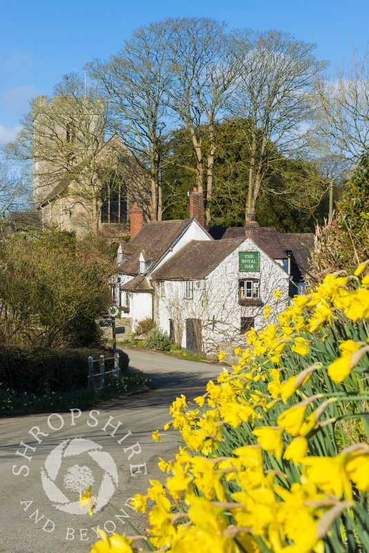 A bank of daffodils near the Royal Oak public house in the village of Cardington, Shropshire.