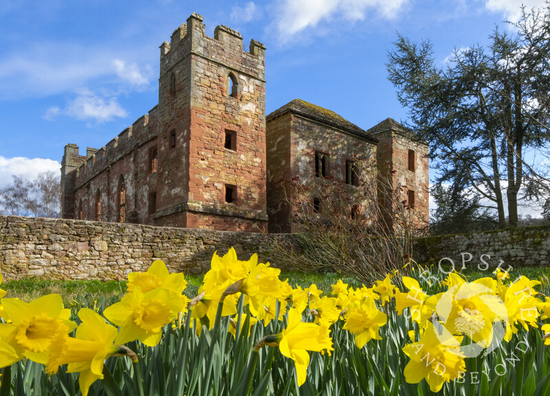 Daffodils near Acton Burnell Castle, near Shrewsbury, Shropshire.