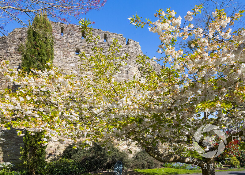 Blossom outside Ludlow Castle, Shropshire.