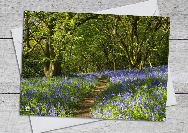 Bluebells in Helmeth Wood, near Church Stretton, Shropshire.