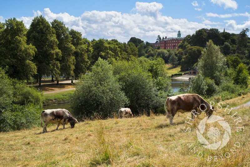 Longhorn cattle grazing next to the River Severn in Shrewsbury, Shropshire.