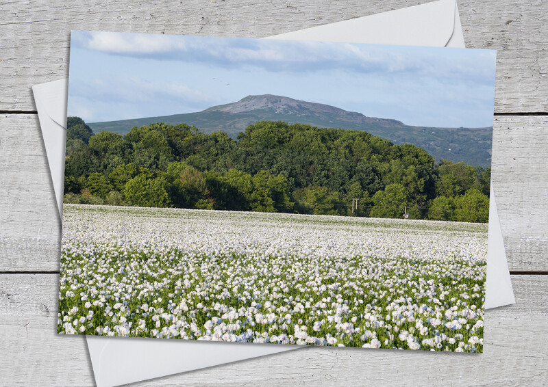 Field of white poppies beneath Titterstone Clee, Shropshire.