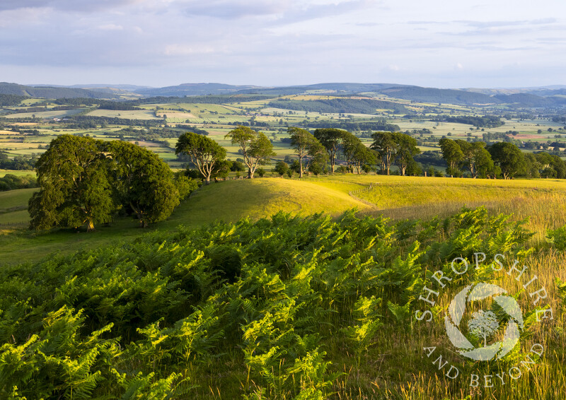 Sunset at Linley Hill, near Norbury, Shropshire.