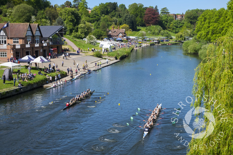 Crews competing in Shrewsbury Regatta on the River Severn, Shropshire.