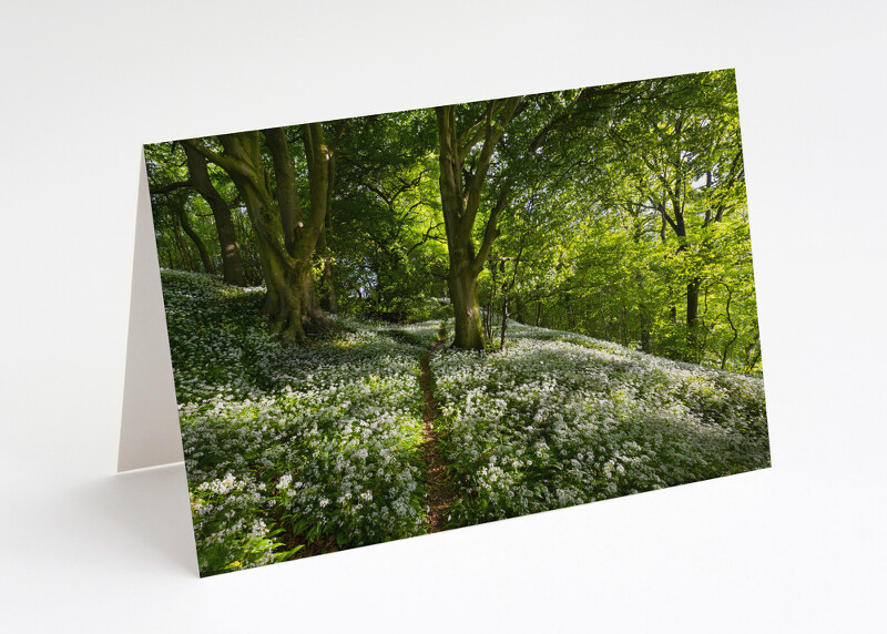 Wild garlic on Wenlock Edge, Shropshire.