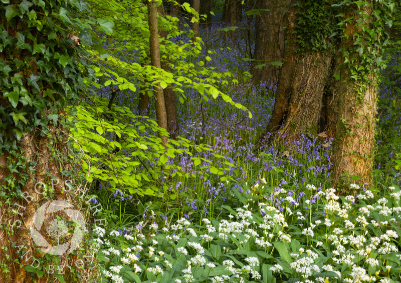 Wild garlic and bluebells near Shifnal in Shropshire.