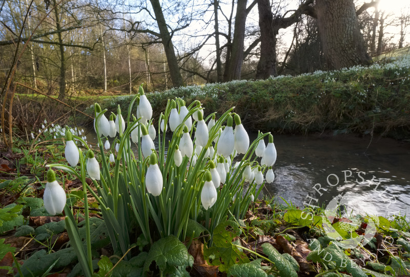 Snowdrops beside Coundmoor Brook, near Cound, Shropshire.