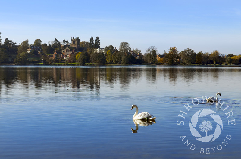 Swans on the Mere at Ellesmere, Shropshire, England.