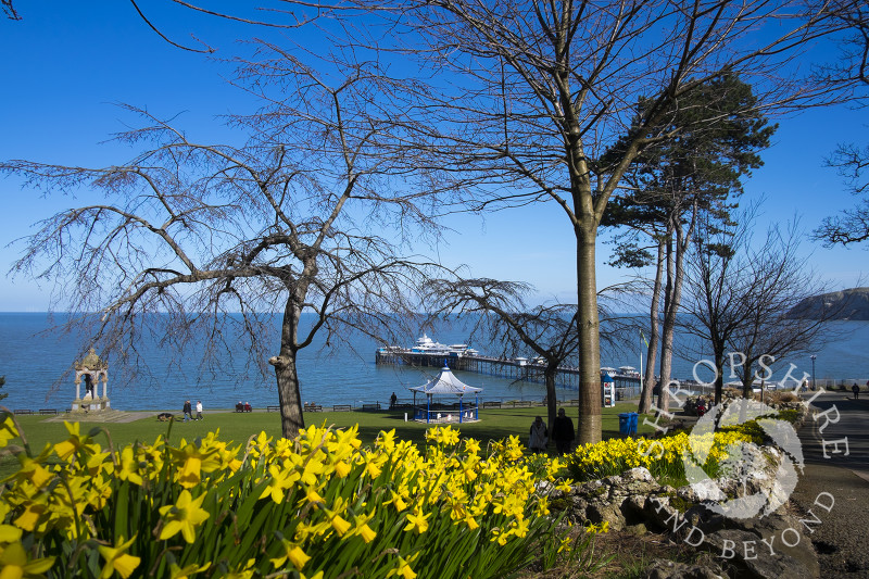 A bed of daffodils in Happy Valley Gardens, Llandudno, Wales.